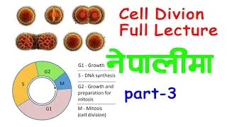 Mechanism of Meiosis Cell Division | Part - 3 | ( In Nepali)