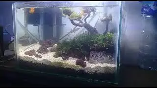 Aquascape mini Bonsai ... pemula