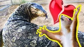 ❤️  Rat Meets Lizard -- Rat Falls in Love -- Lizard Eats Rat  ❤️