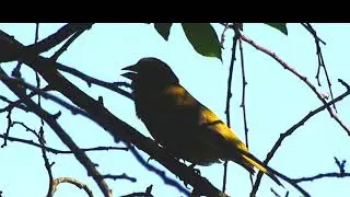 Как поет 