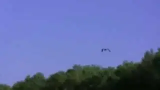 Fischreiher im Flug
