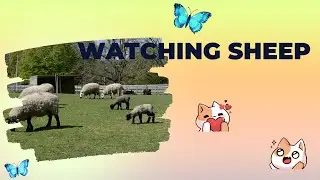 Relaxing watching sheep, there's a lot to observe and enjoy