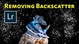 How to Remove Backscatter in Lightroom