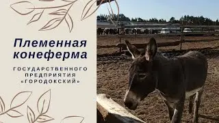 Племенная конеферма - Лунинетчина туристическая