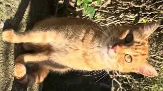 Cat and tree
