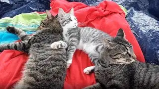 Two young male cats and their little aunt