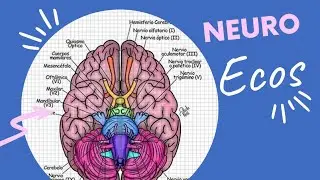 TOUS CE QUE VOUS DEVEZ SAVOIR SUR L'ECOS SELON LE NOUVEAU SYSTÈME EN ALGÉRIE 🌟/  neurologie 🧠 .