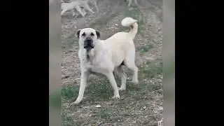 🐶 köpek Kangalin ölümüne koşusu 🌹