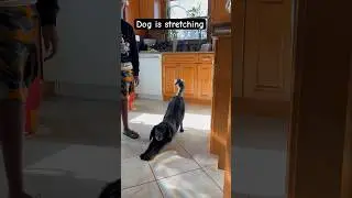 Dog is doing exercise