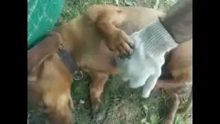 Видео0005.3gp Собачка дергается