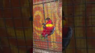 Попугай на приколе!Попугай танцует и поет ,Барнаул страусинное ранчо.#рекомендации #топ #shorts #top