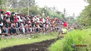 Makepung: The Iconic Bull Race in West Bali!