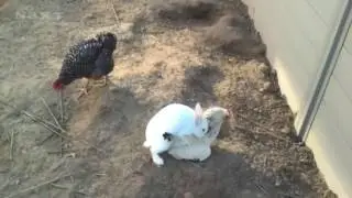 Conejo degenerado se viola a una gallina sin piedad