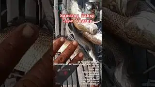 MANCING IKAN KAKAP LIAR DI MUARA BOGREG #fishing #mancing #ikan