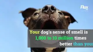 Social Media Video Captions - After Effects Project Files After Effects Template