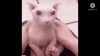 bingus dies (real!!1!1!1!1!1!!1)