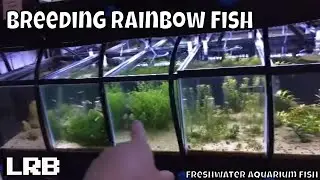 🔴 How I breed Most All Types of Rainbow Fish Freshwater Aquarium Fish