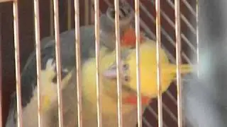 Bird watching
