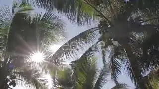 Sun in the Palm Tree - Stock Footage
