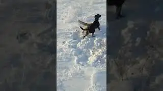 Тулкинин кызылын озине сор
