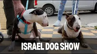 Israel Dog Show Выставка собак в Израиле #бультерьер #bullterrier #dog #собака #fyp #viralvideo