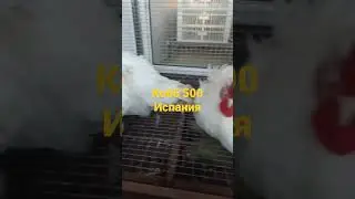 бройлер кобб 500 Испания