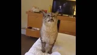 Кот чихнул как надо
