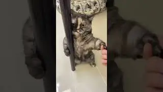 Если бы коты были людьми #shorts #юмор #коты #приколы #cats