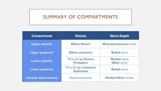Summary of Upper Limb Compartments in 2 Minutes