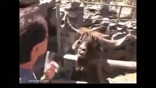 Веселый и смешной прикол в зоопарке!