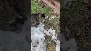 Кот и крыса . Бой кота и крысы 