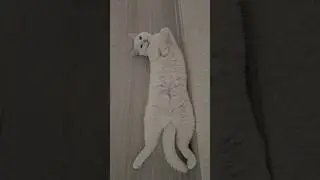 Как можно было её выкинуть на улицу?