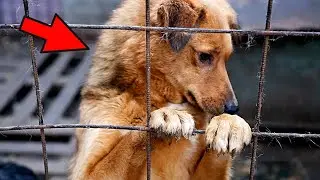 An exhausted dog came to the shelter for help. But something terrible happened!