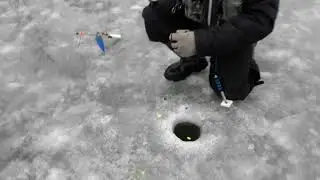 Поимка крупной форели.