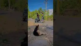 ❤️😹 #reels #viralcomedy #viralreels #trending #funny #dog #doglover #entertainment #tamilsong #pets