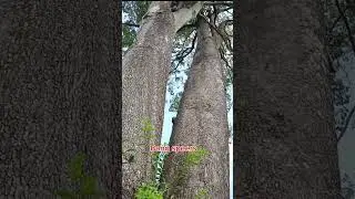 CARA MEMANJAT YANG UNIK