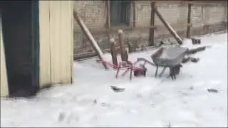 Новый день на ферме