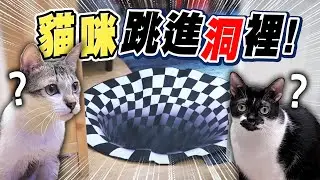 貓咪會不會怕洞！【黑羽】