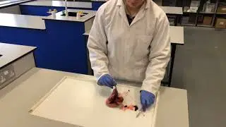 Science - Ireland