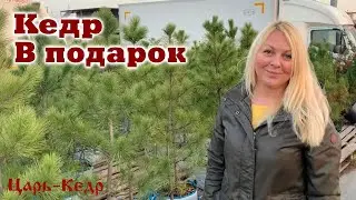Дарим Кедр. Саженцы Кедра Сибирского!