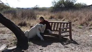 Lioness Mia comes for hugs