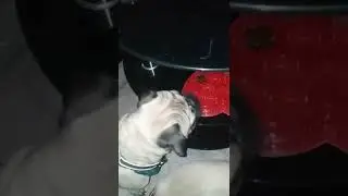 Pug Valentines