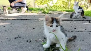 Двор игривых котят #котята #cat #kitten #котики #cute #animals