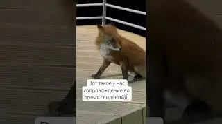 Кто кого сопровождает?)) в городе часто можно встретить ) 