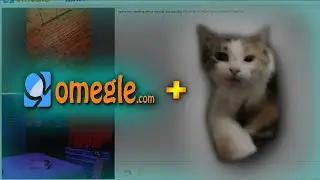I Made An Omegle Video 1 Year Later, but my cat steals the video...