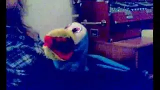Bird Show