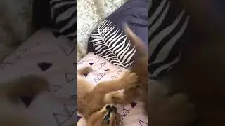 Банда каракальчиков