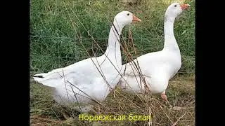 Все породы гусей  Более 60 пород