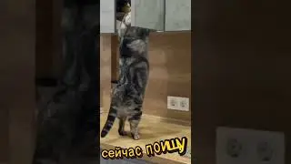 #забавные котики #позитив