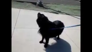 Siren Dog